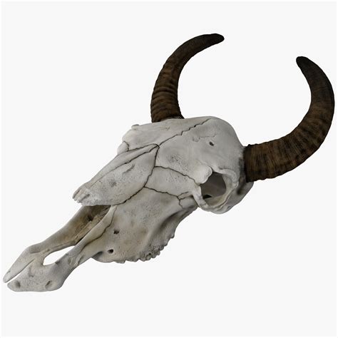 diagram of a cows skull 